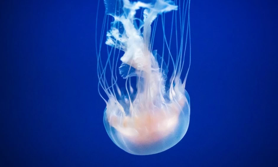 Τσίμπημα τσούχτρας: Τι να κάνετε για την άμεση αντιμετώπισή του!